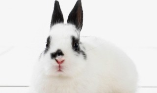 动物网名（动物网名大全霸气十足）