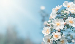 有内涵的早安心语 有内涵的早安心语短句