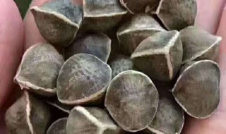 长期吃辣木籽对人有什么危害（辣木籽吃多了有什么坏处）