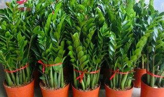 客厅最旺财的植物 客厅最旺财的植物好养活