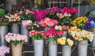 家里客厅一般放什么花比较好 家里客厅一般放什么花比较好呢