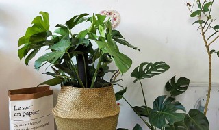 室内客厅放什么植物最好（室内客厅放什么植物最好看）