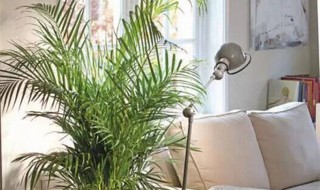 适合客厅养的大型植物（适合客厅养的大型植物有哪些风水）