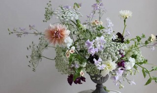 客厅养什么花好旺财 客厅养什么花好旺财君子兰