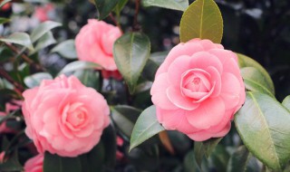 家里能放仿真花吗 家里究竟能不能放仿真花