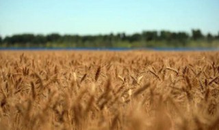 梦见割麦子是什么预兆（梦见割麦子是什么预兆解梦）