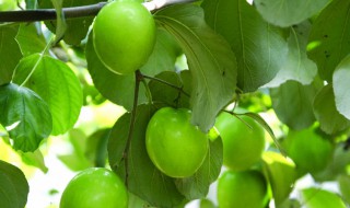 梦见吃青枣是什么意思（梦见吃青枣是什么意思有什么预兆）