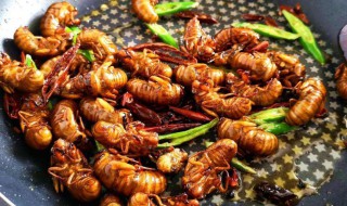 知了哪个部位不能吃 知了不能吃什么食物