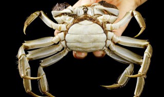 新鲜螃蟹的储存方法（螃蟹的储存方法新鲜的螃蟹储存方法）