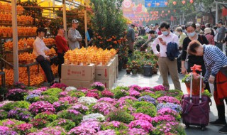 客厅什么花好养又好看（客厅什么花好养又好看寓意好百度知道）