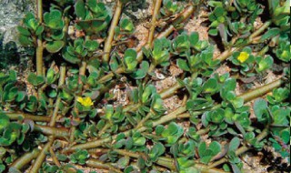 蚂蚁菜的储存方法（蚂蚁菜的食用方法）