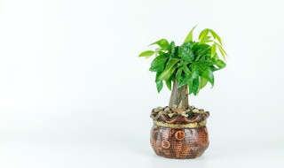 客厅养发财树 客厅养发财树好吗