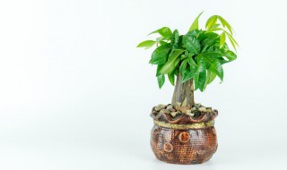 客厅摆放塑料的发财树可以吗 客厅能放塑料发财树吗