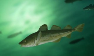 什么鱼有毒不能吃 什么鱼有毒不能吃呢