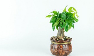 家里客厅可以放招财树吗（客厅放什么树招财）
