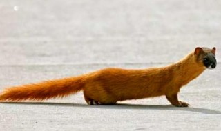 黄皮子进院是吉是凶（黄皮子进屋有什么征兆）