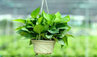 假绿植对风水有影响吗（假绿植对风水有影响吗百度）