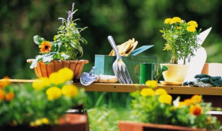 什么假花适合放在客厅最旺家（什么假花放在客厅最好）