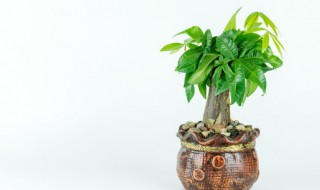 发财树放阳台还是客厅好（发财树放客厅好还是阳台好）