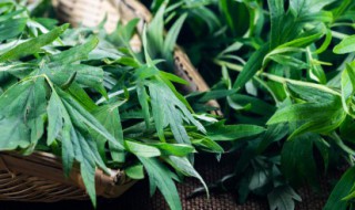 艾草加陈皮泡脚效果怎么样（陈艾和陈皮泡脚的功效）