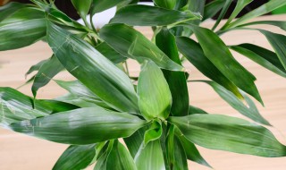 欧式客厅放什么植物最好（欧式客厅放什么植物最好风水）