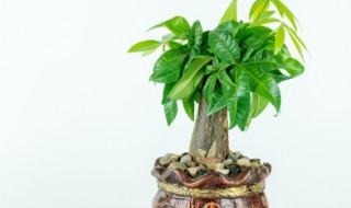 客厅最适合的盆栽植物 客厅最适合的盆栽植物风水好