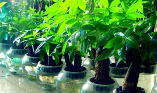 客厅能放塑料发财树吗（家里能放塑料的发财树吗）