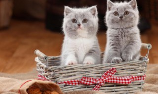 半夜家里进猫是凶是吉（半夜家里进猫什么预兆）