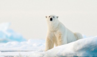 动物的英语怎么读（许多动物的英语怎么读）