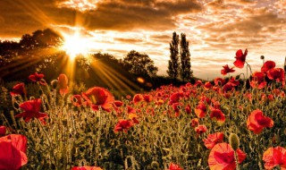 早晨问候经典短语 早晨问候的短语