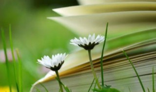 吹字组词（吹字组词是什么）