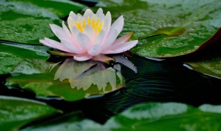 菂怎么读（葩怎么读）