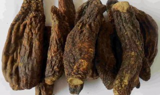 苁蓉怎么读 苁蓉是什么意思