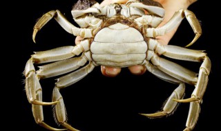 如何储存螃蟹活的更久（螃蟹怎么存放活得久）