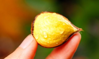 如何储存板栗才不会坏 怎么储存板栗不坏