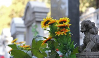 向日葵种子怎么种植（向日葵种子怎么种植小盆栽）