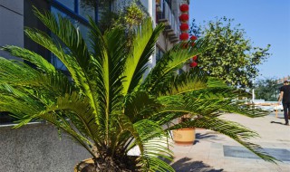 铁树怎么养殖长的快 铁树怎么养殖长的快又大