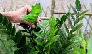 新买的金钱树如何换盆 刚买回来的金钱树怎么换盆