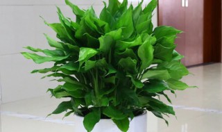 万年青冬天怎么养 万年青冬天怎么养才能安全过冬?