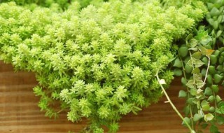 黄金草怎么养 黄金草怎么养才繁殖