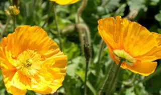 虞美人怎么养（虞美人怎么养殖方法）