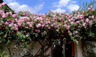 爬藤月季花怎么养（爬藤月季花怎么养长的快）