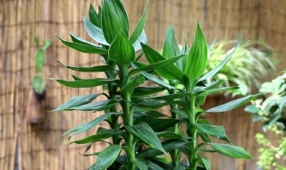 怎样土养富贵竹（怎样土养富贵竹最好）