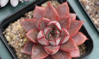 麒麟座多肉怎么养 麒麟多肉好养吗