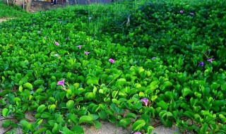 马鞍藤怎么养（马鞍藤怎么栽培）