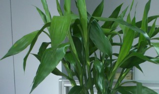 冬天富贵竹怎么水养 冬天富贵竹怎么水养才好