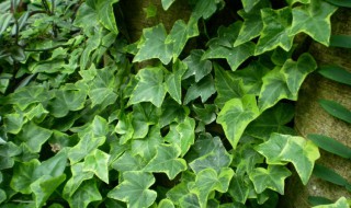 常青藤怎么养 雪莹常春藤怎么养