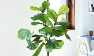 琴叶榕怎么养护(琴叶榕怎么养护和浇水)