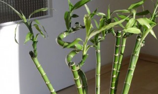 冬天富贵竹怎么养不会死 为什么冬天的富贵竹养养就会死掉