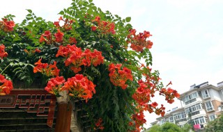 凌霄花怎么养（盆栽凌霄花怎么养）